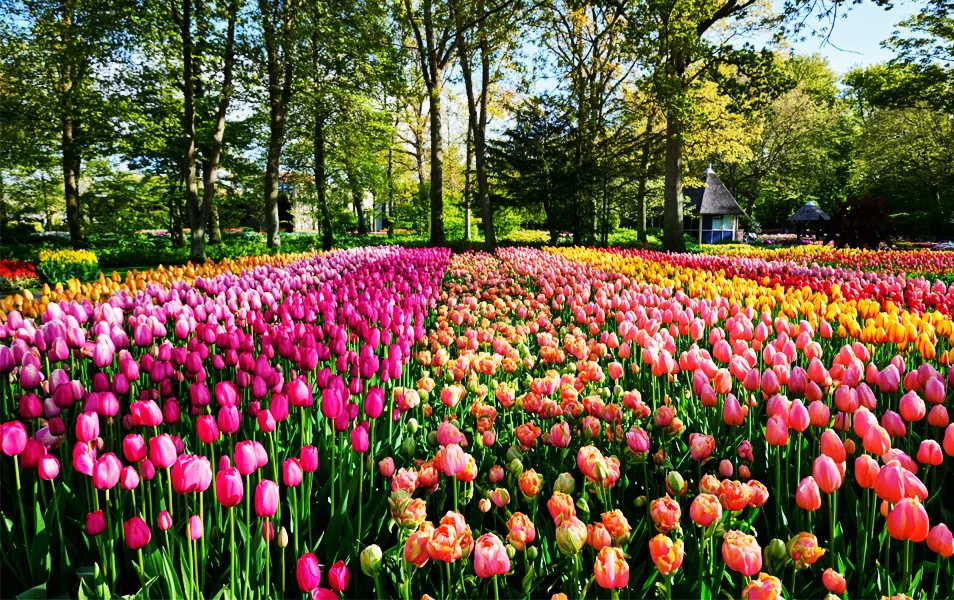 Imagen de los tulipanes en los Jardines de Keukenhof